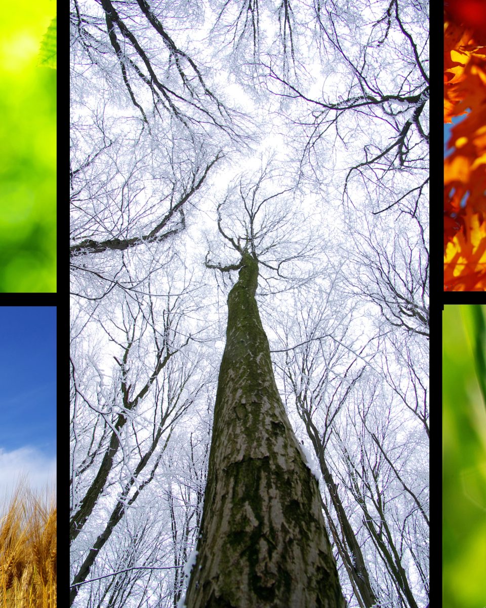 nature (1)